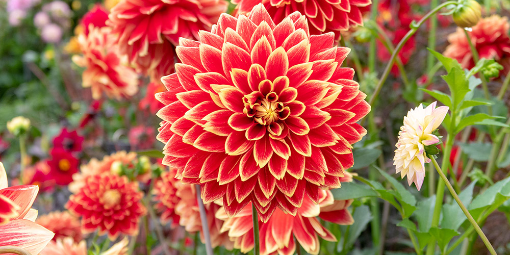 Find out what's in store when BBC Gardeners' World Live returns to the Birmingham NEC in June 2026
