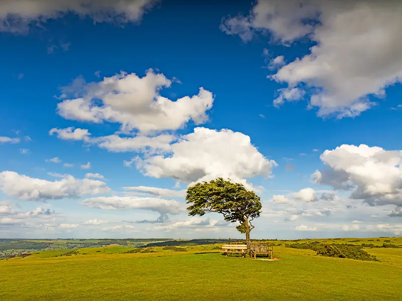 A lone tree on top of Cleeve Hill in the Cotswolds, England.