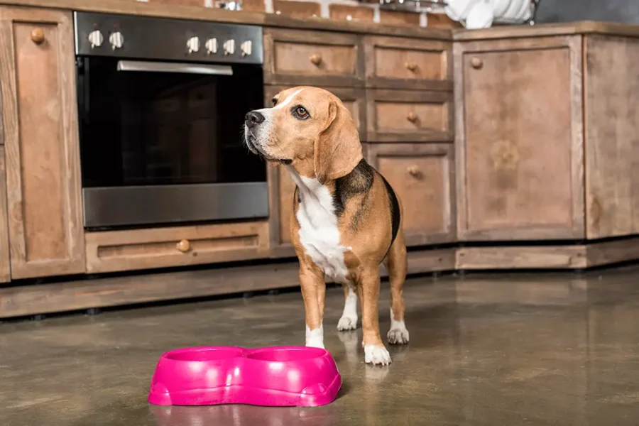 A beagle waiting in front of a pink dog bowl in a cottage kitchen.