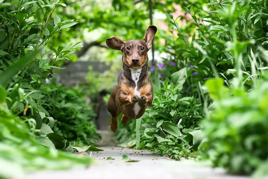 A dachshund suspended in mid-air while running through a garden.