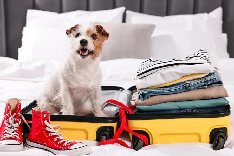 A Jack Russell terrier sitting on top of a packed suitcase, ready to go on holiday.