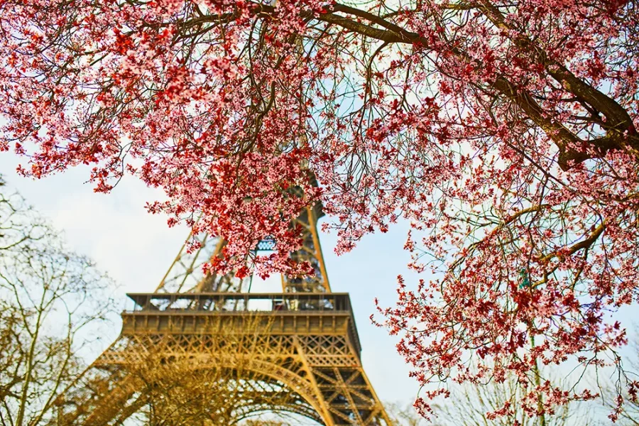 Cherry blossom in front of the Eiffel Tower in Paris, France.