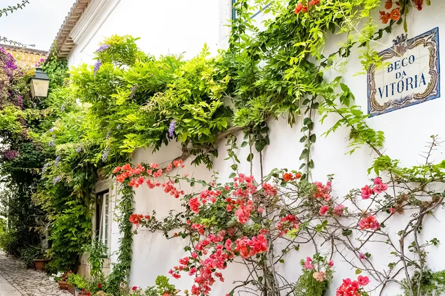 Flowers growing on the wall of a house in Cascais, near Lisbon, Portugal.