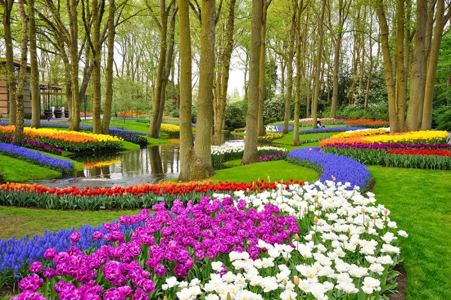 Colourful tulips in Keukenhof gardens in Amsterdam, The Netherlands.