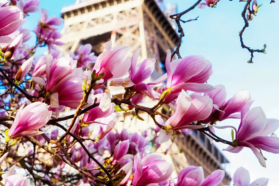 Magnolia blossom in front of the Eiffel Tower in Paris, France.