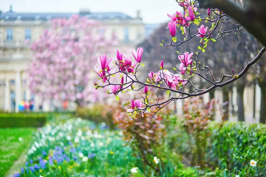 Magnolia blossom on a rainy day in Paris, France.