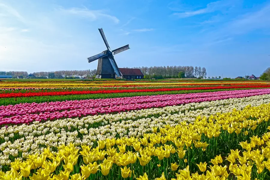 Rows of colourful tulips and a windmill in a field outside Amsterdam, The Netherlands.