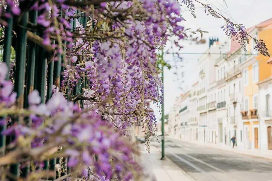 Wisteria flowers in a street in Lisbon, Portugal.