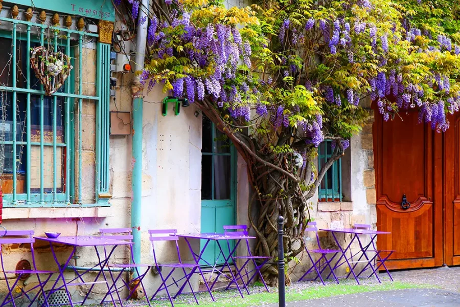 Wisteria growing on the wall outside a street cafe in Paris, France.